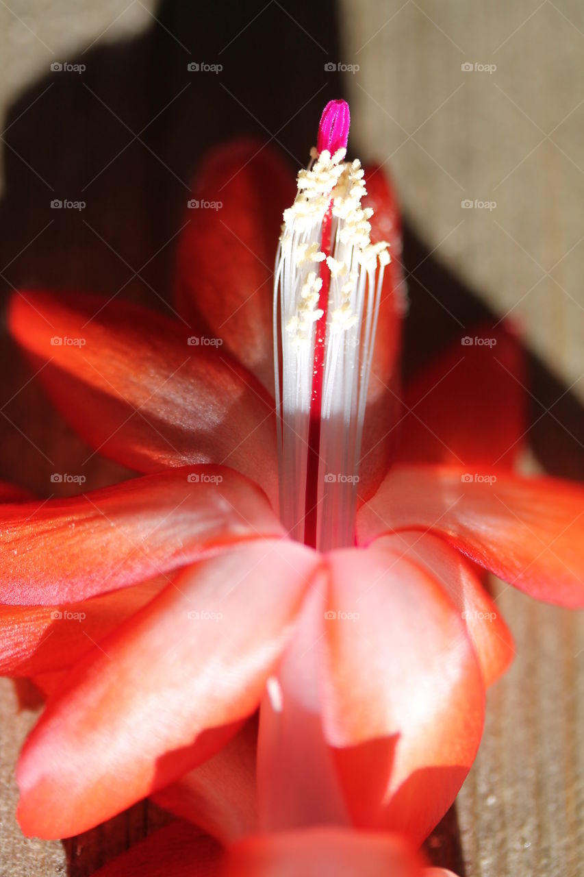 Christmas cactus