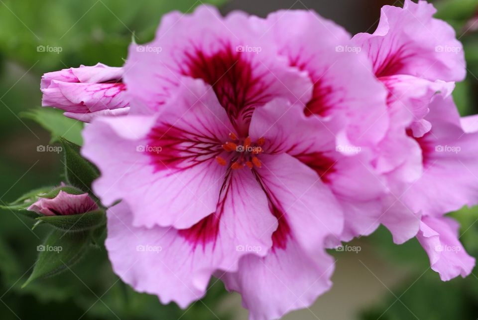 Pink geraniums