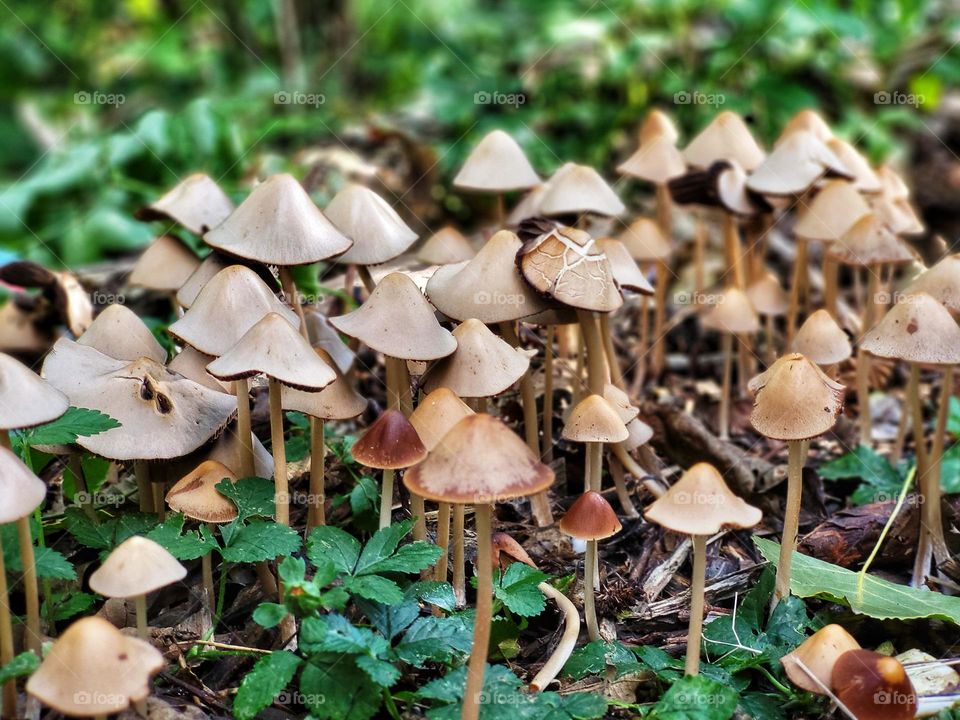 Little mushroom family