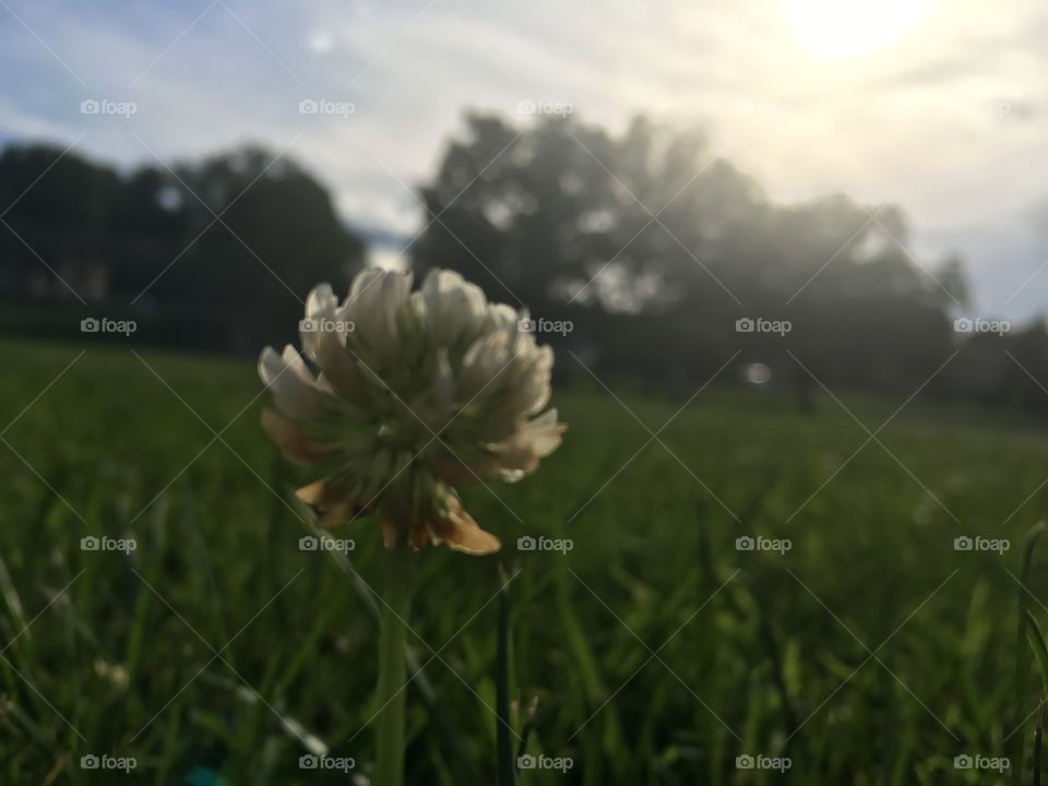 Flower in the sun