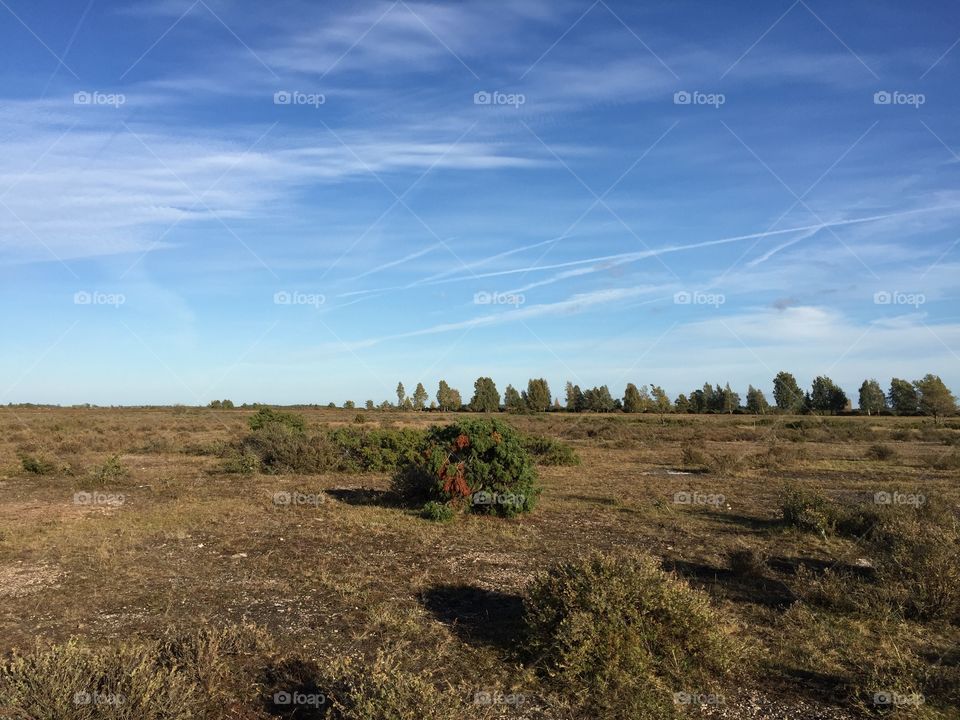 Landscape at Öland in Sweden 
