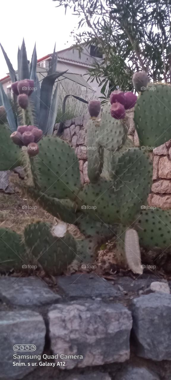 the beauty of the cacti