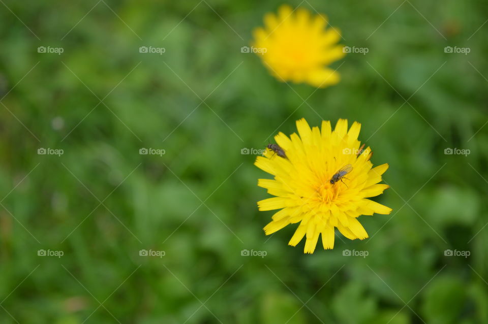 dandelions