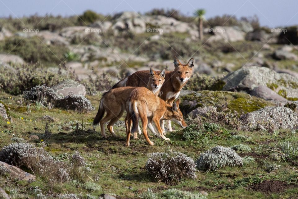 Ethiopian wolf 17