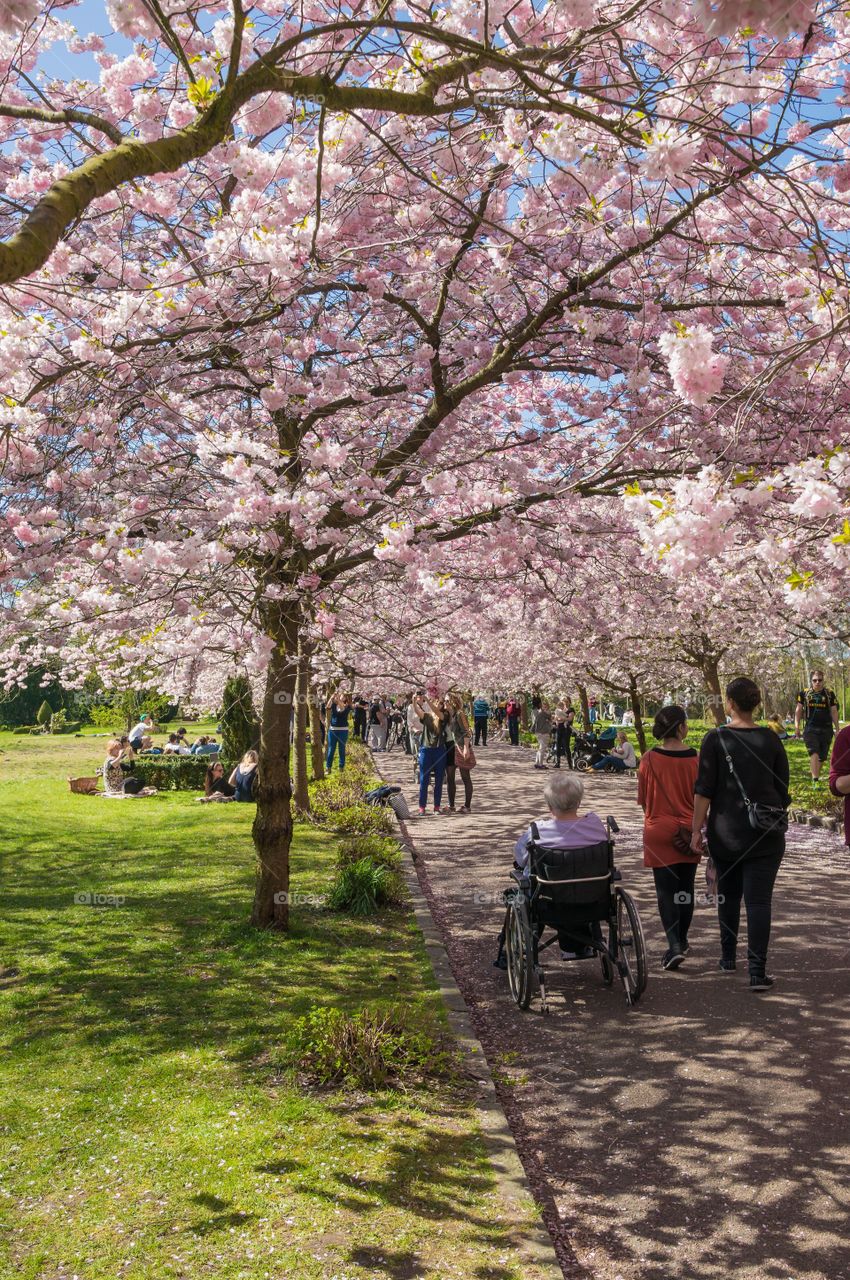 Pink park