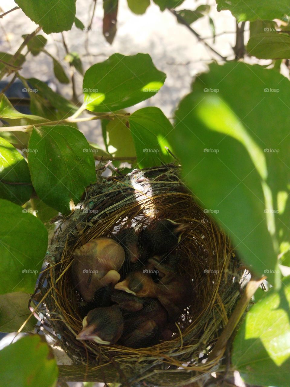 red vented bulbul  babies on my granden plant