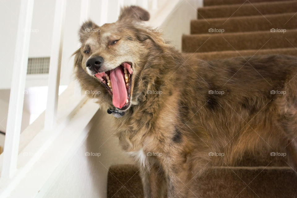 Yawning dog