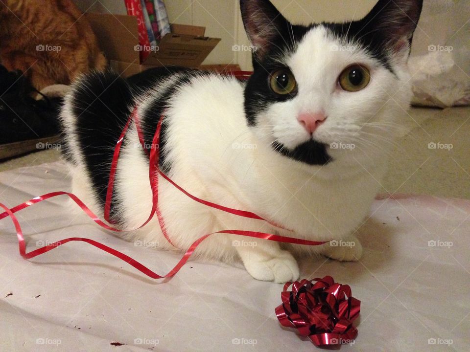 Kitty Christmas 