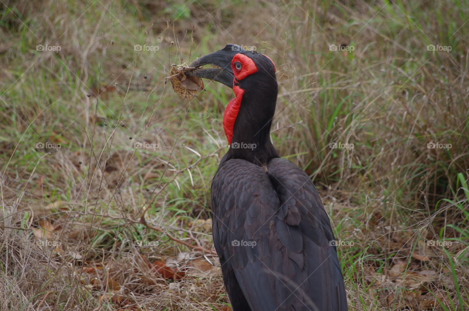 hornbill