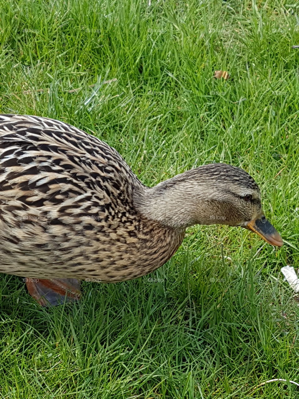 duck
outdoor
nature
grass