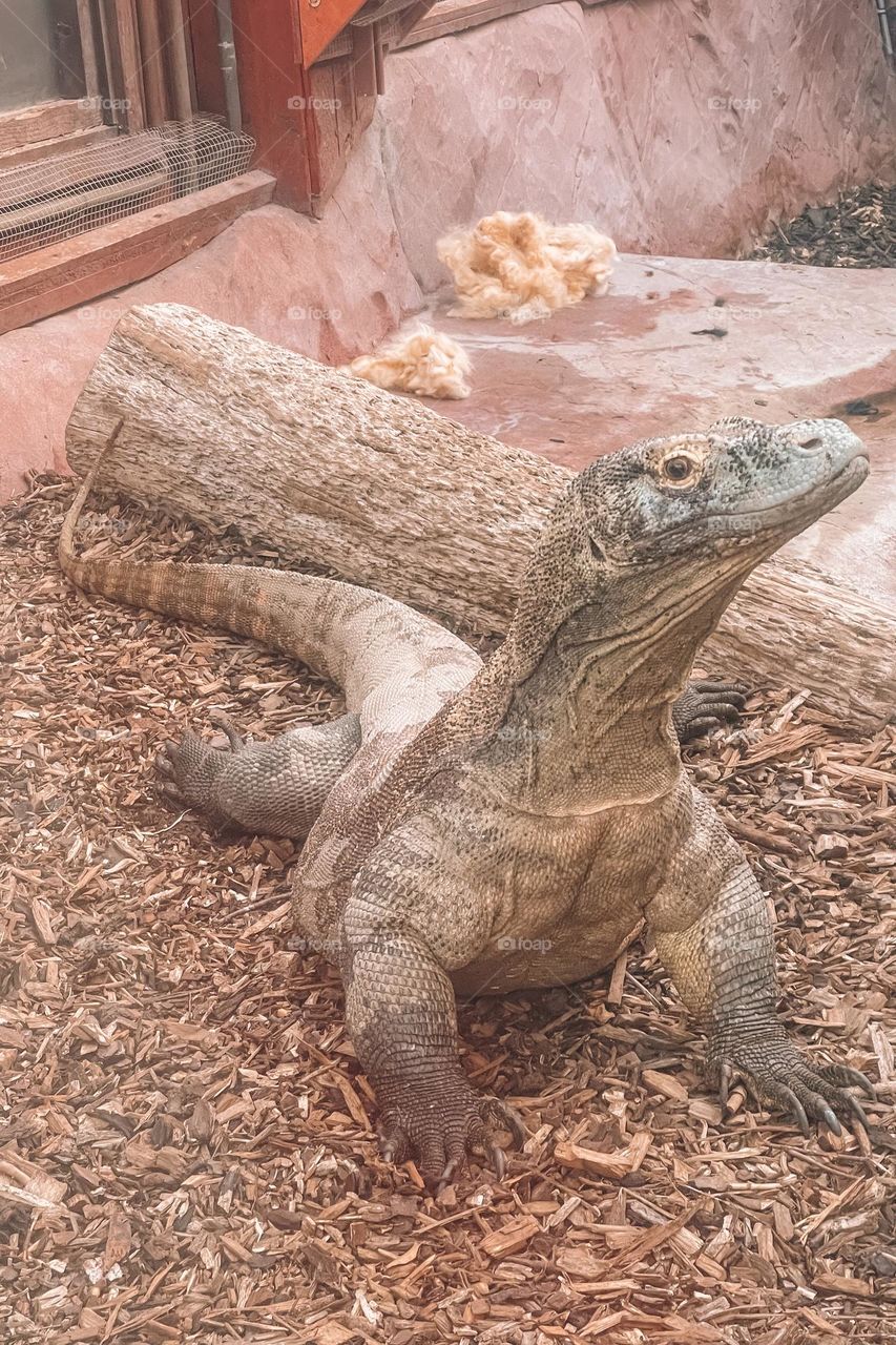 Cute animal in zoo.Reptiles