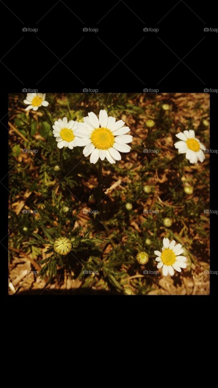 Daisies