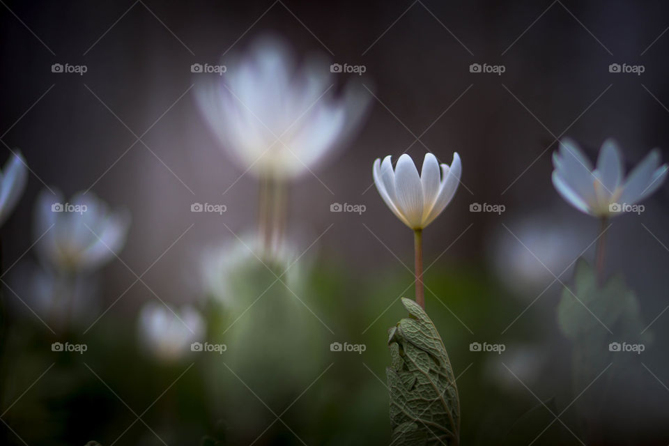 Flowers of bloodroot in a spring forest