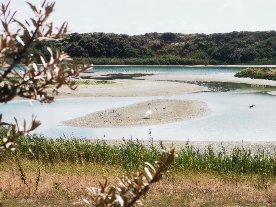 Swan on a pile of sand in the middle of a lake