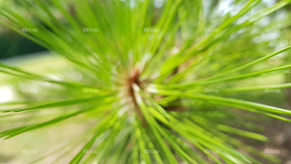 Best focused green pine needles
