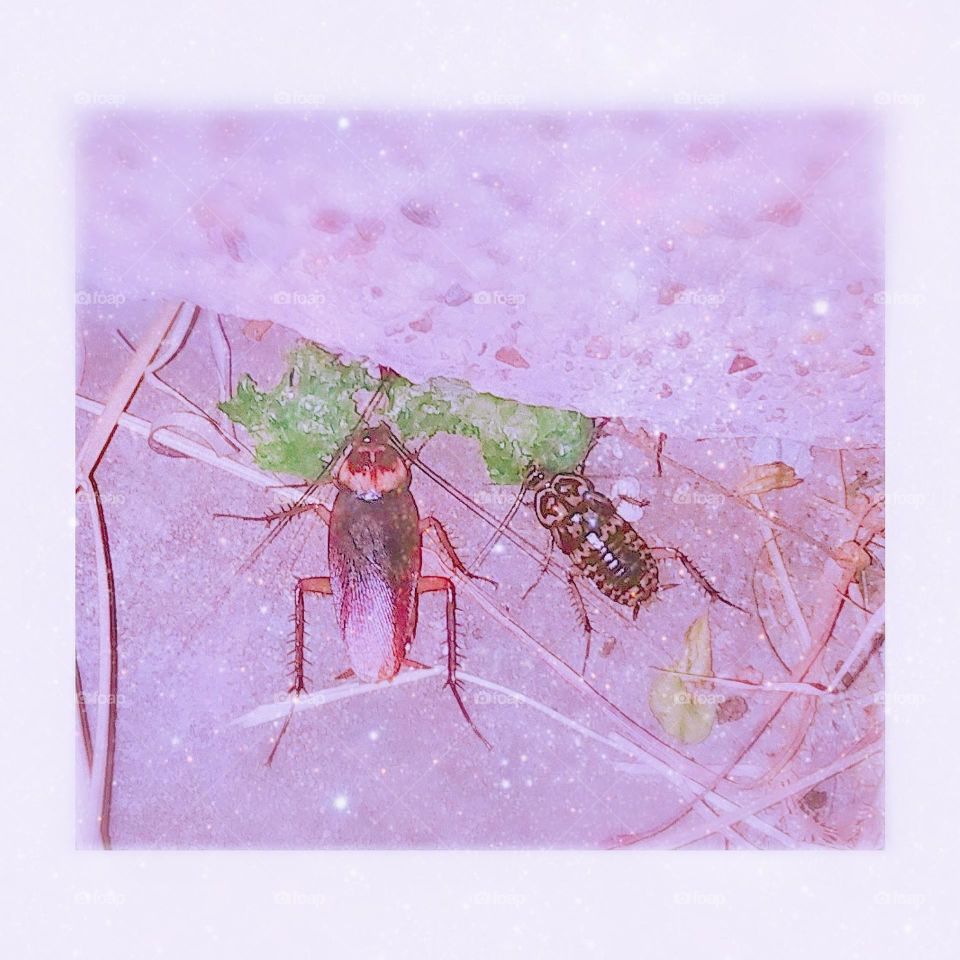 I accidentally encountered a cockroach on the side of the road.