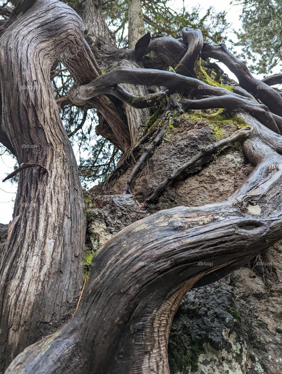 unique winding tree limbs roots branches by the river