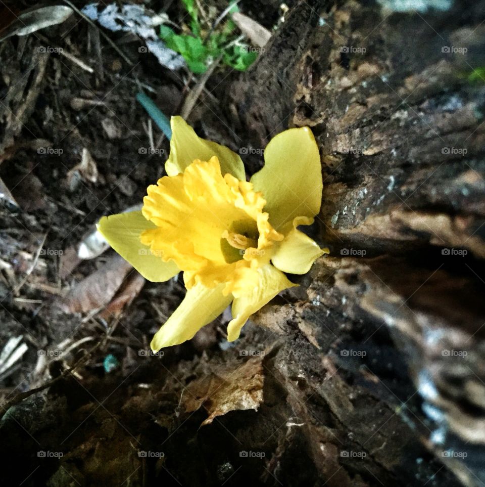 Blooming daffodil