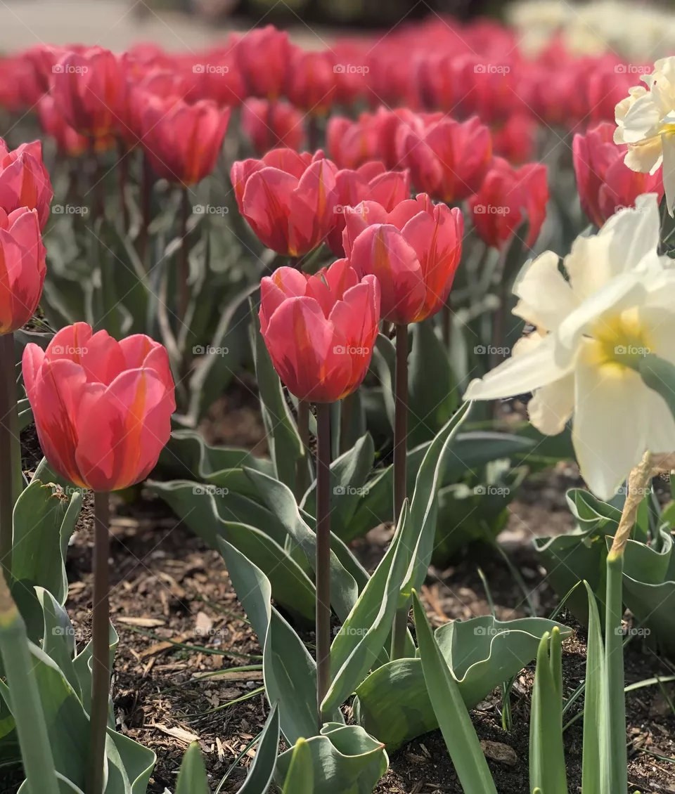 Pink tulips 