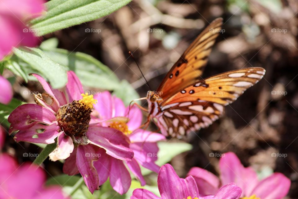 Butterfly and flowers