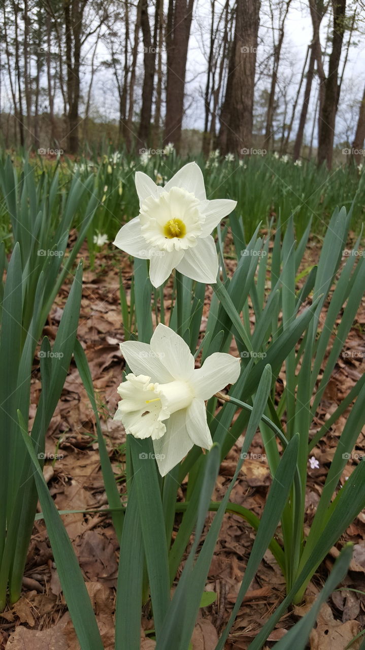 Flower, Nature, Flora, Daffodil, Narcissus