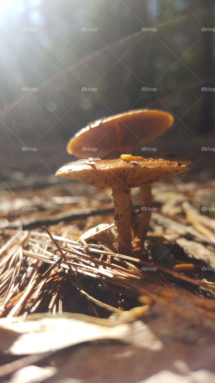 mushrooms in the sun
