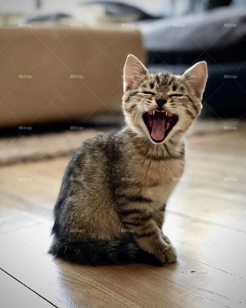 Beautiful and funny cat