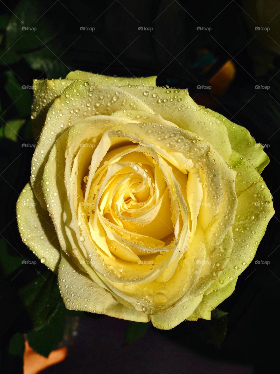 Yellow rose covered with dew 