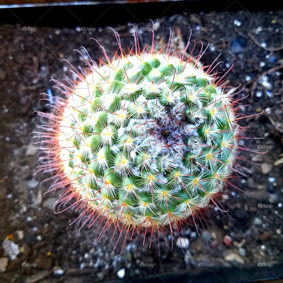 cactus