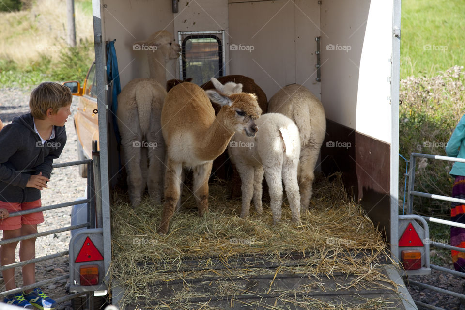 Mammal, Farm, Livestock, People, Barn