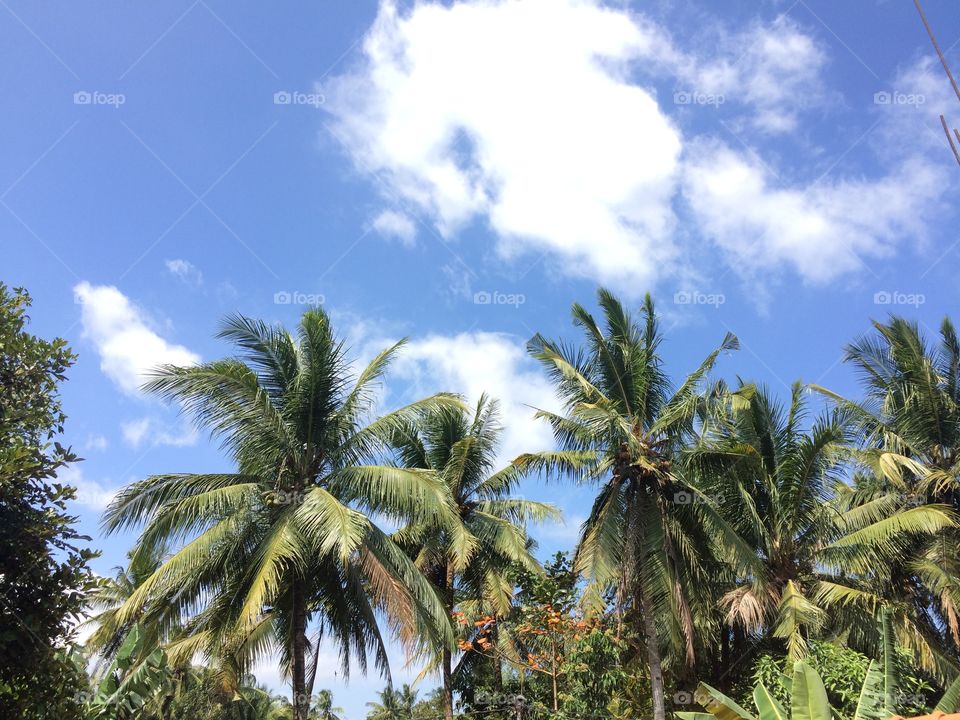 Java Coconut tree landscape