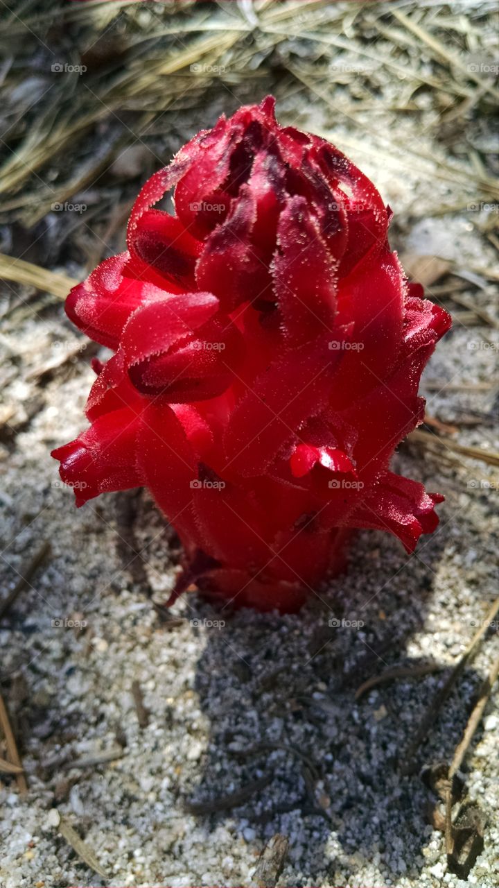 snow flower. found on a walk in the sierra mountains