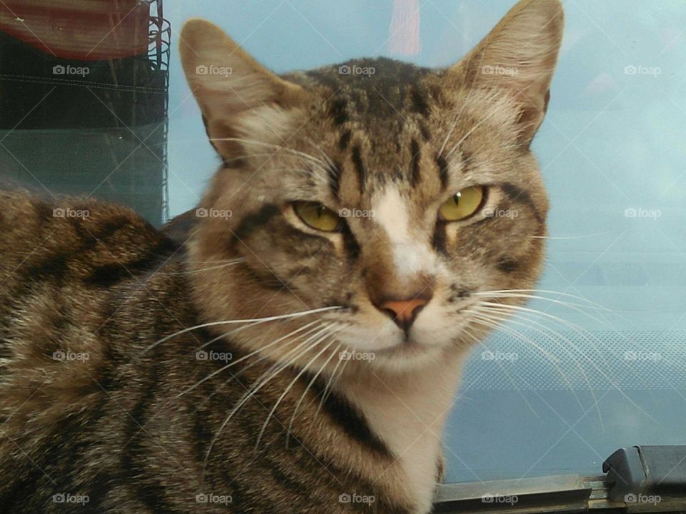 Beautiful and grey cat looking at my camera