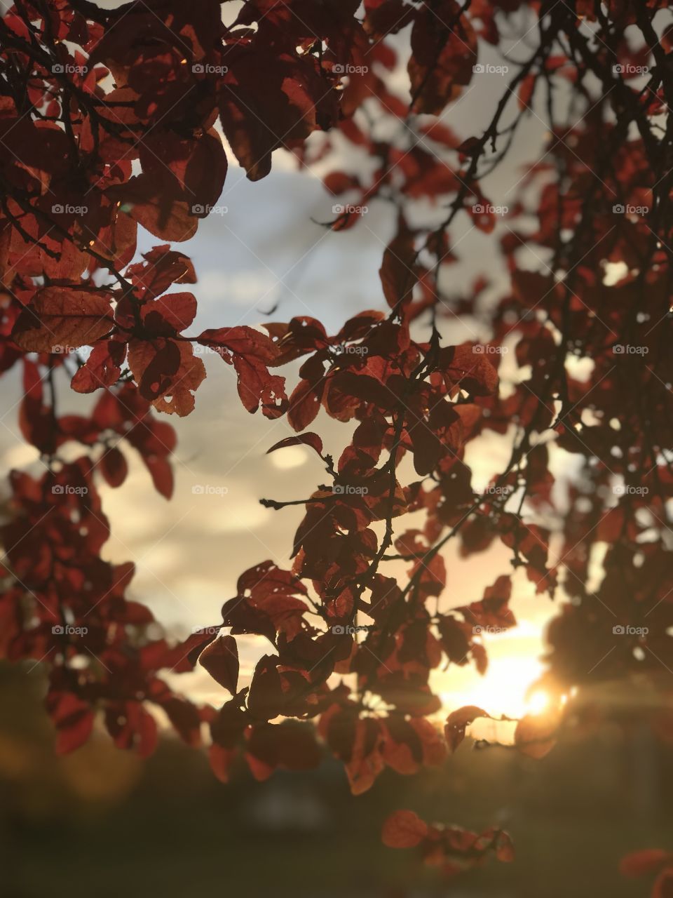 Fall leaves at sunset