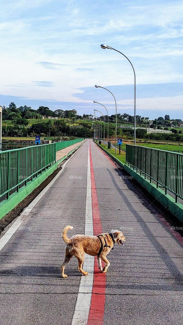Goldendoodle - Parque do Mirim Indaiatuba
