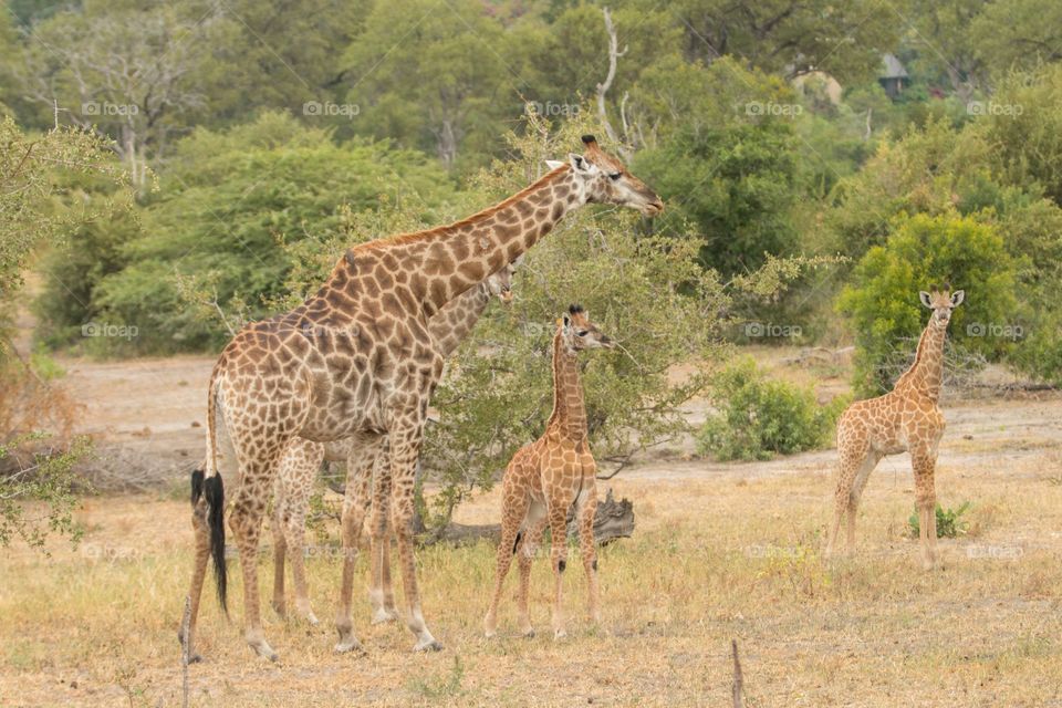 Giraffe group with baby Kruger