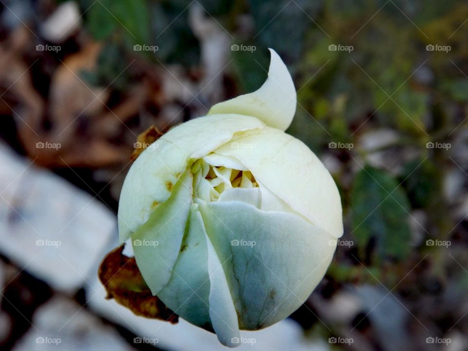 Rose budding