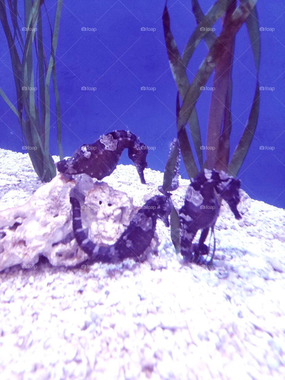 Three seahorses in aquarium