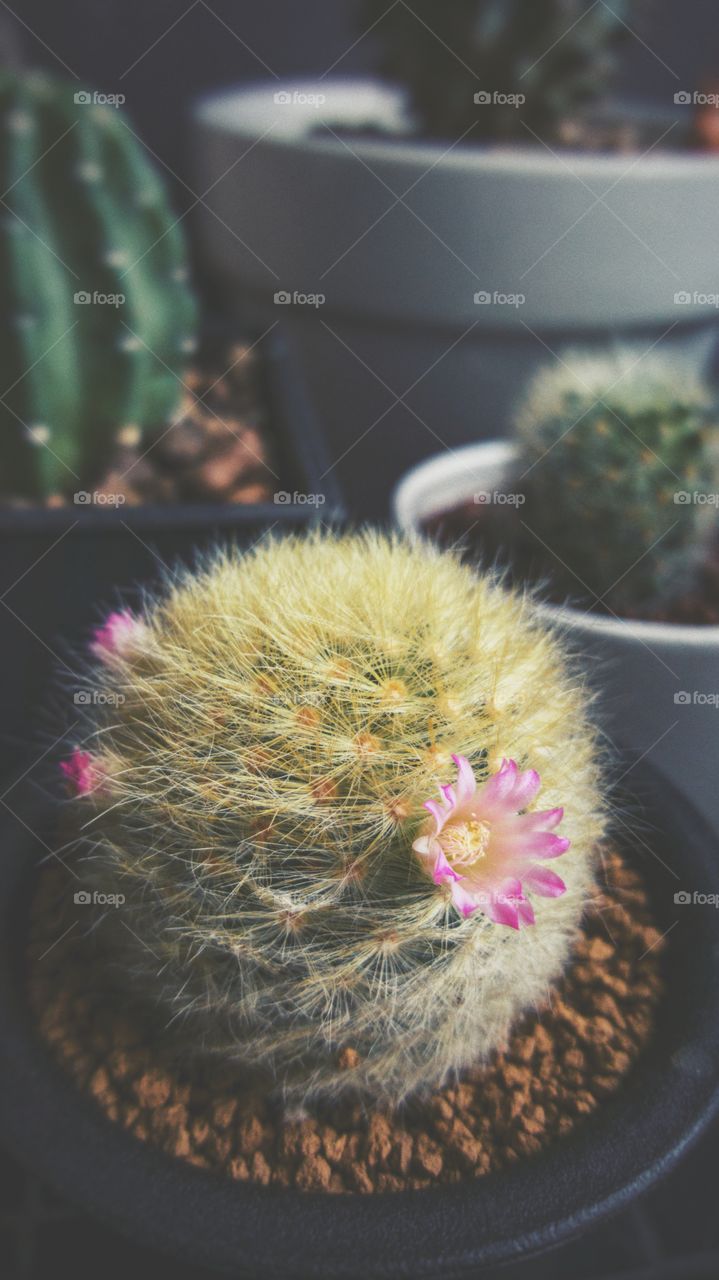 Closeup cactus flower bloom is pink