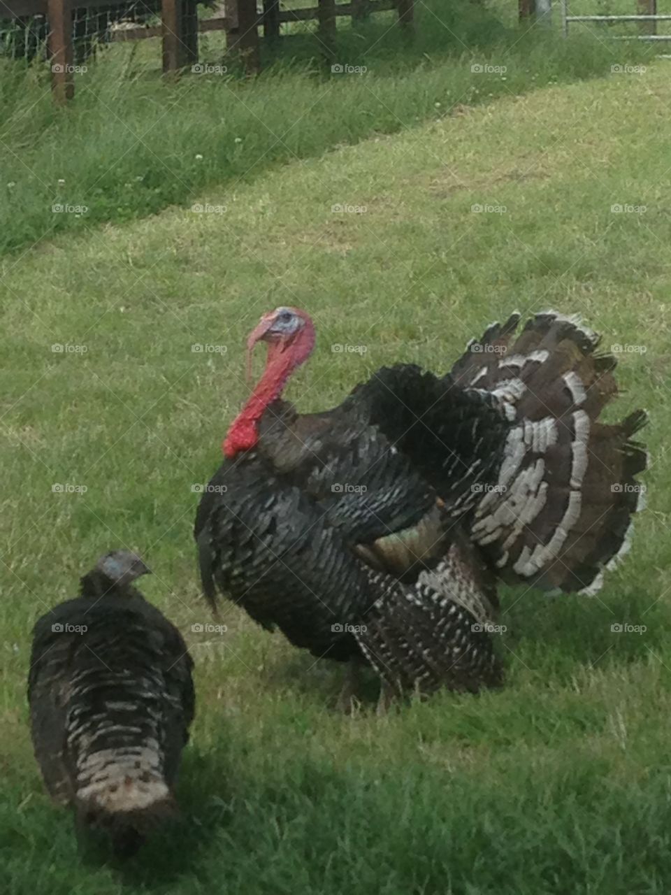 Pair of turkeys