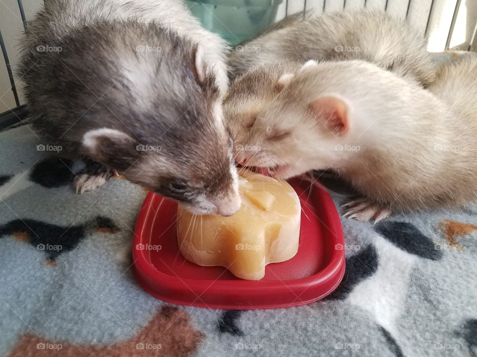 ferrets enjoy a snack