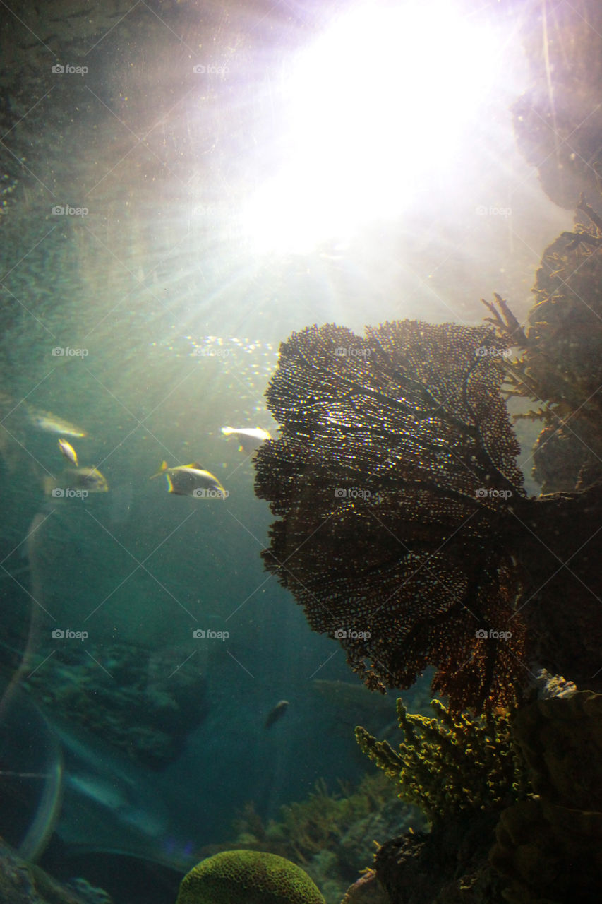 Underwater scene in an aquarium in Shanghai China