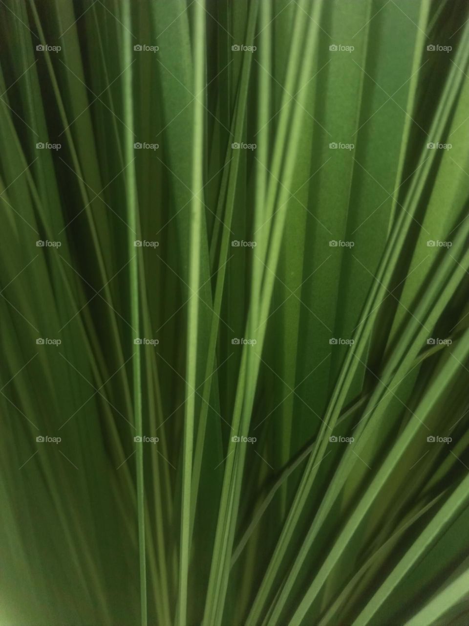 Beautiful green leaves of a palm tree.