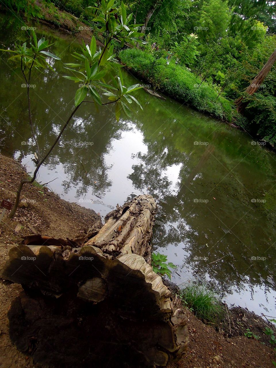Baum Stamm im Teich
