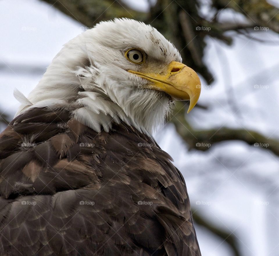 Eagle checking out my camera