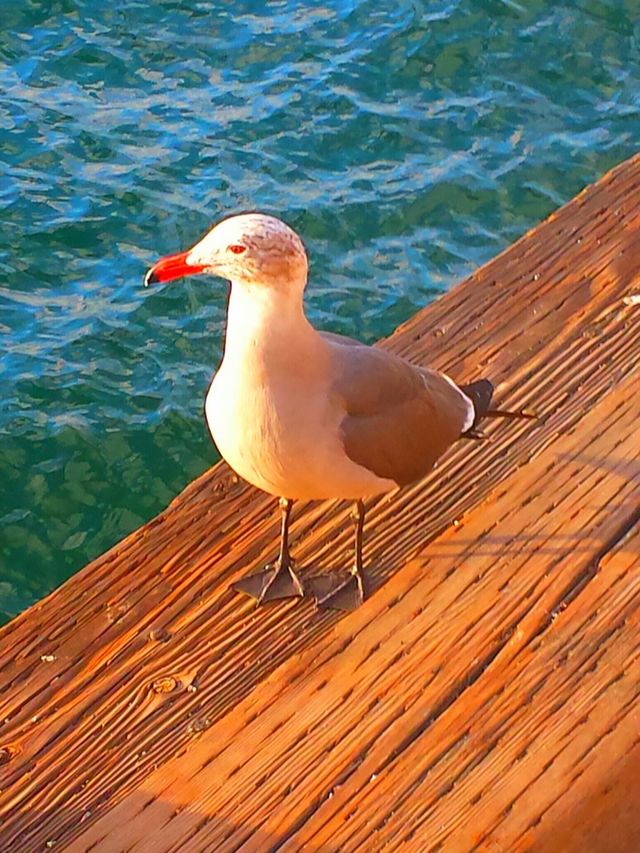 "Seagull WatchingThe Boats"