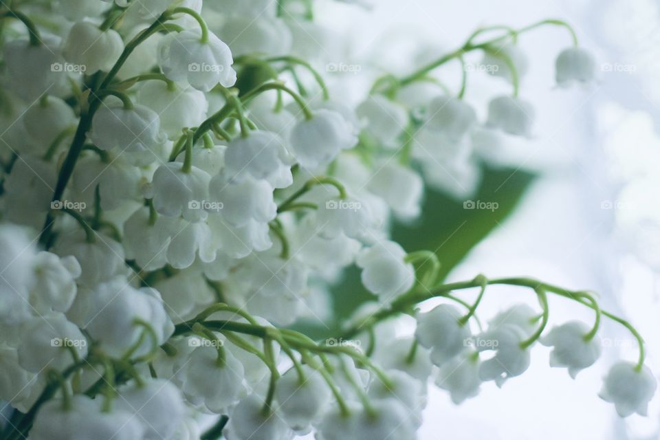 Isolated closeup of Lily of the Valley blossoms against a white background in natural light 