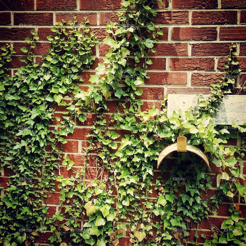 English Ivy and Brick