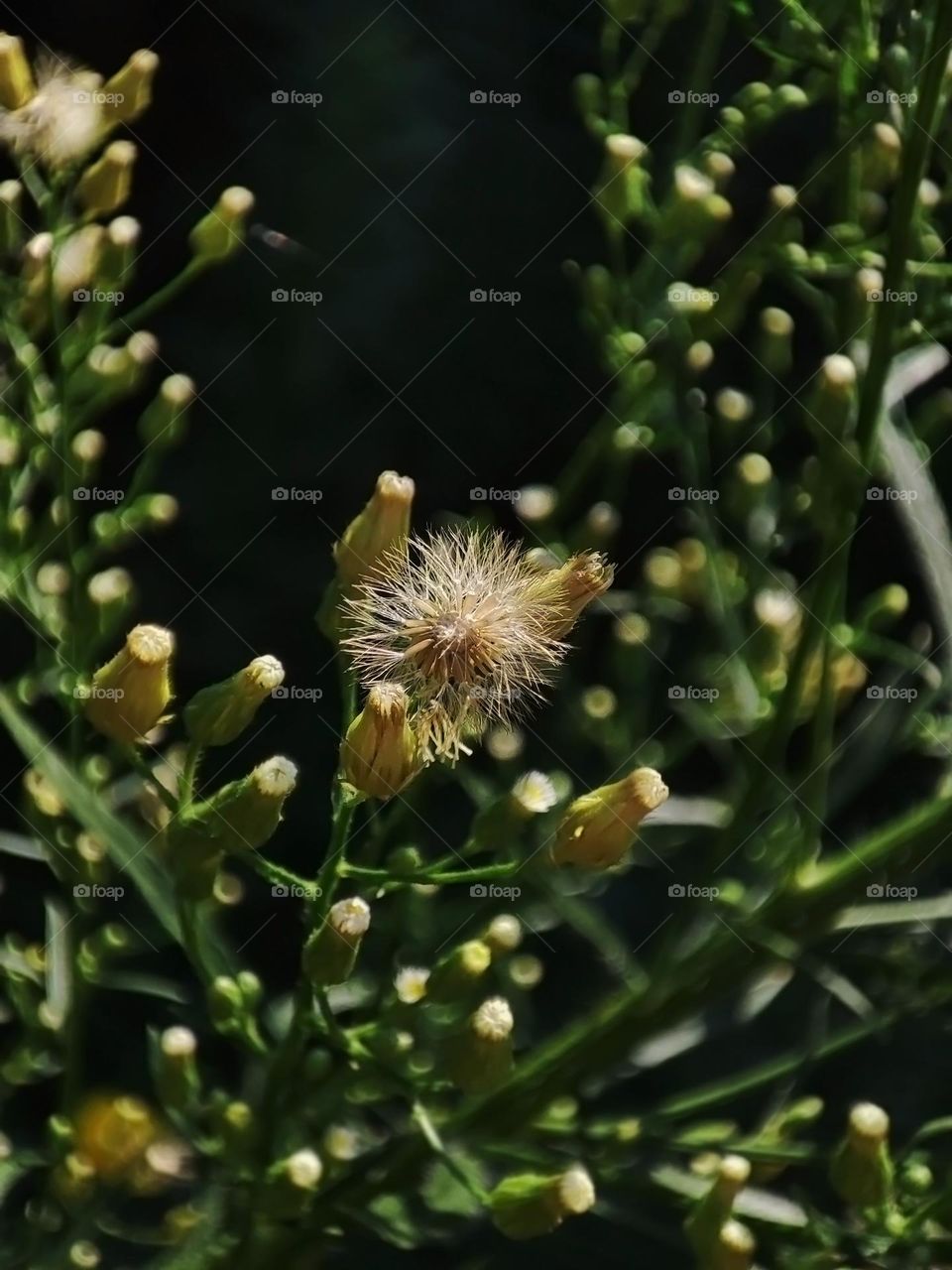 Macro photo of a summer plants