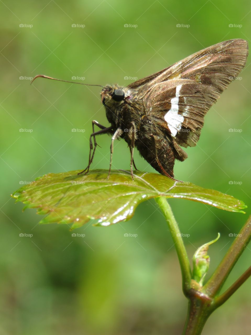 silver spotted skipper